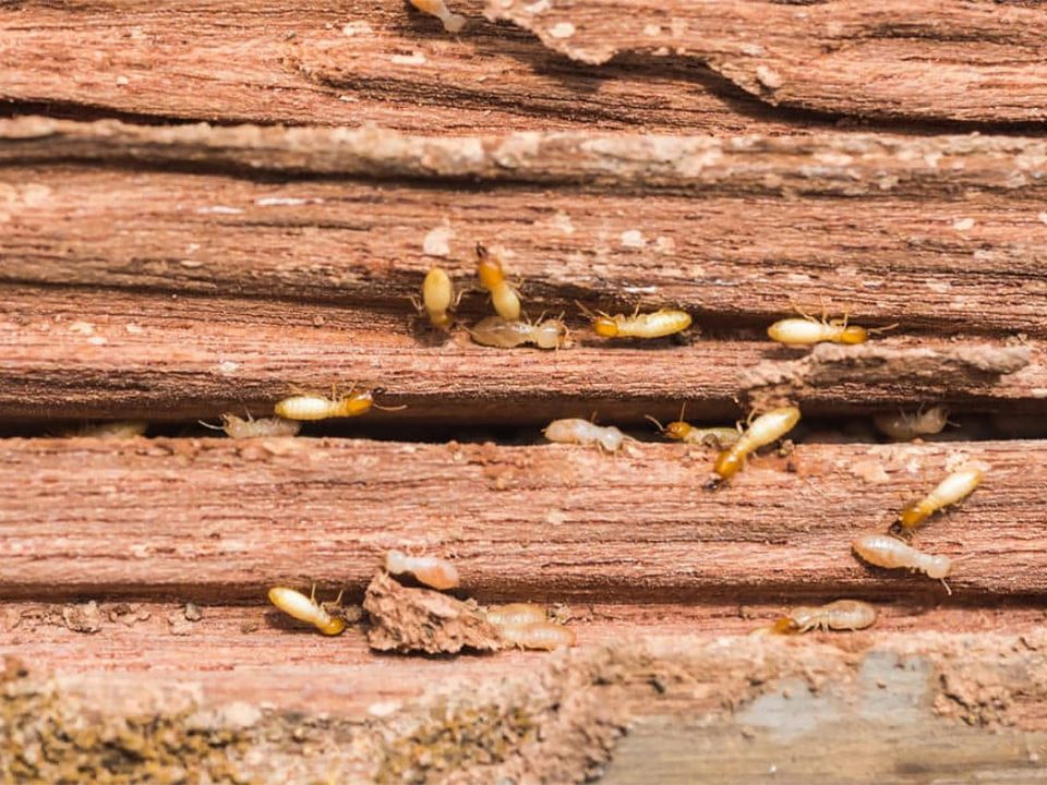 El mejor sistema para la eliminación de termitas