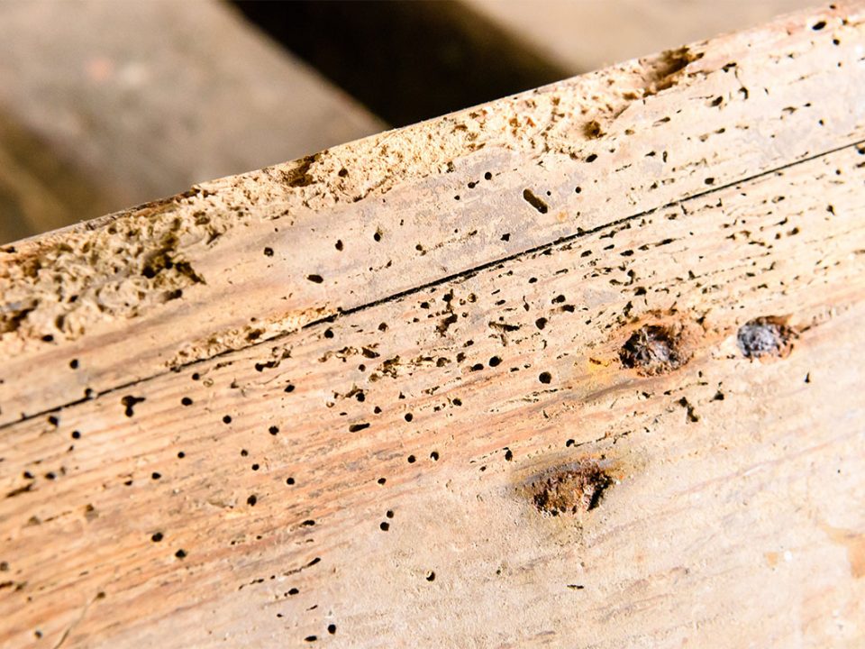 Cómo detectar carcoma en la madera